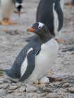 Gentoo Penguin on nest with egg. South America, Falkland Islands, Saunders Island. Art Print